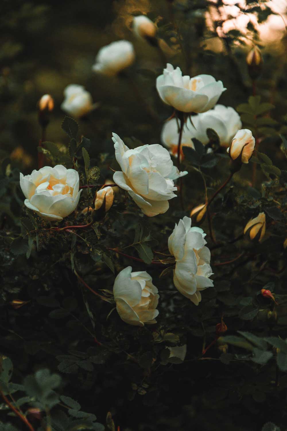 photo 15.jpg